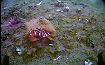 Acadian hermit crab